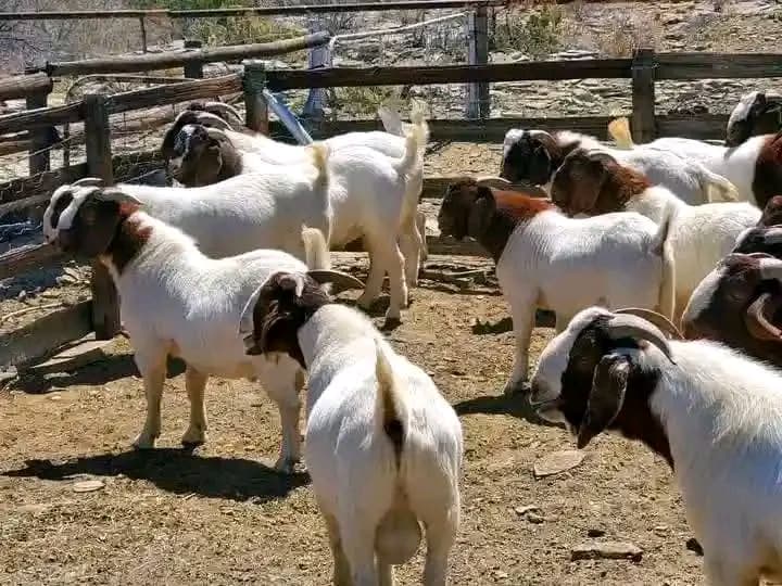Premium Boer goat at Mifugo Falme Farm