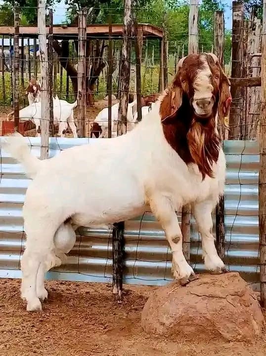 Herd of Boer goats at Mifugo Falme Farm