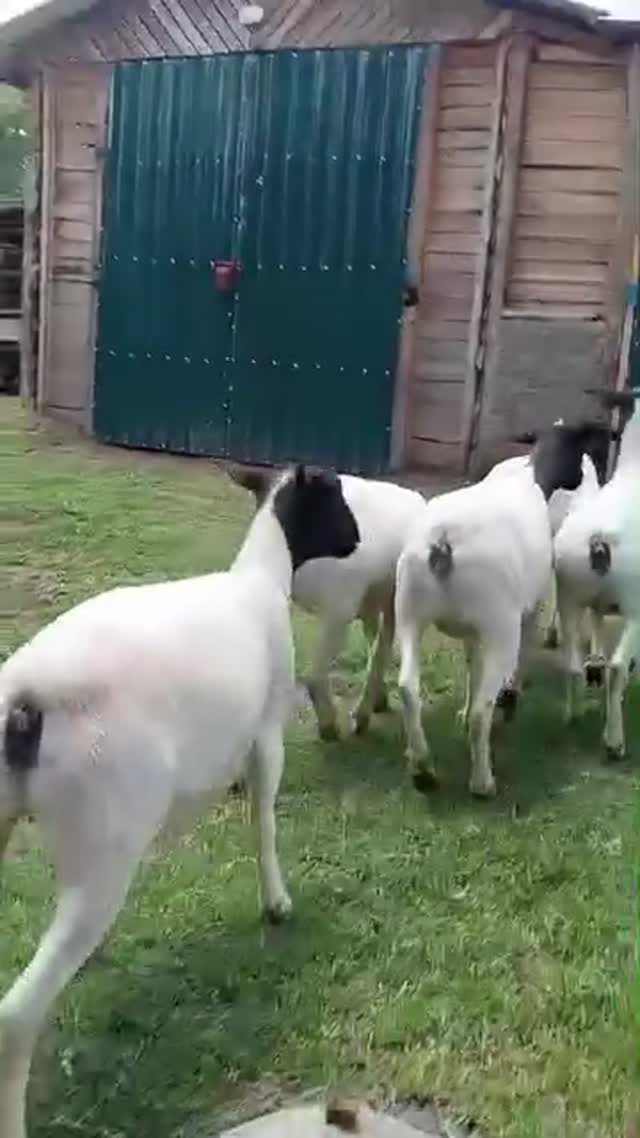 Flock on the Pasture