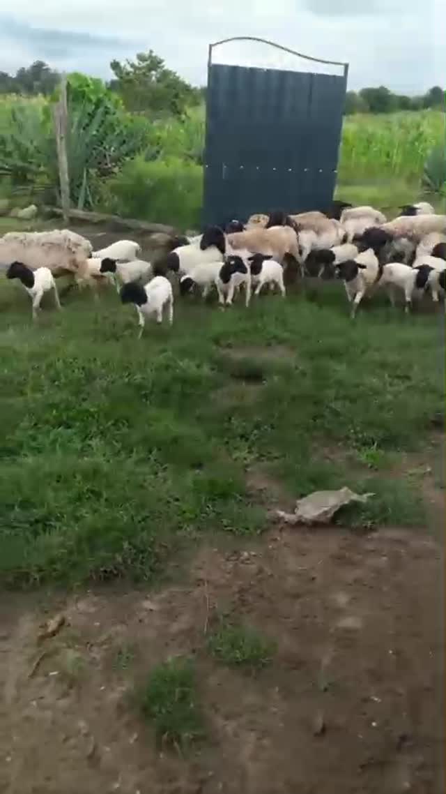 Our Flock at Graze