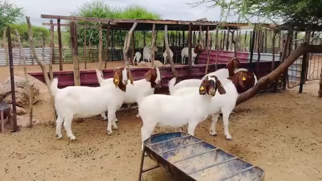 Boer Goats at the Pen