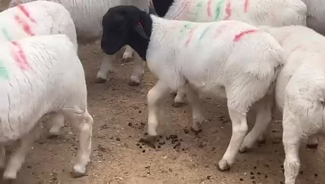 Dorper Sheep Up Close