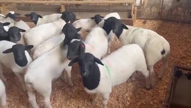 Dorper Sheep in the Barn