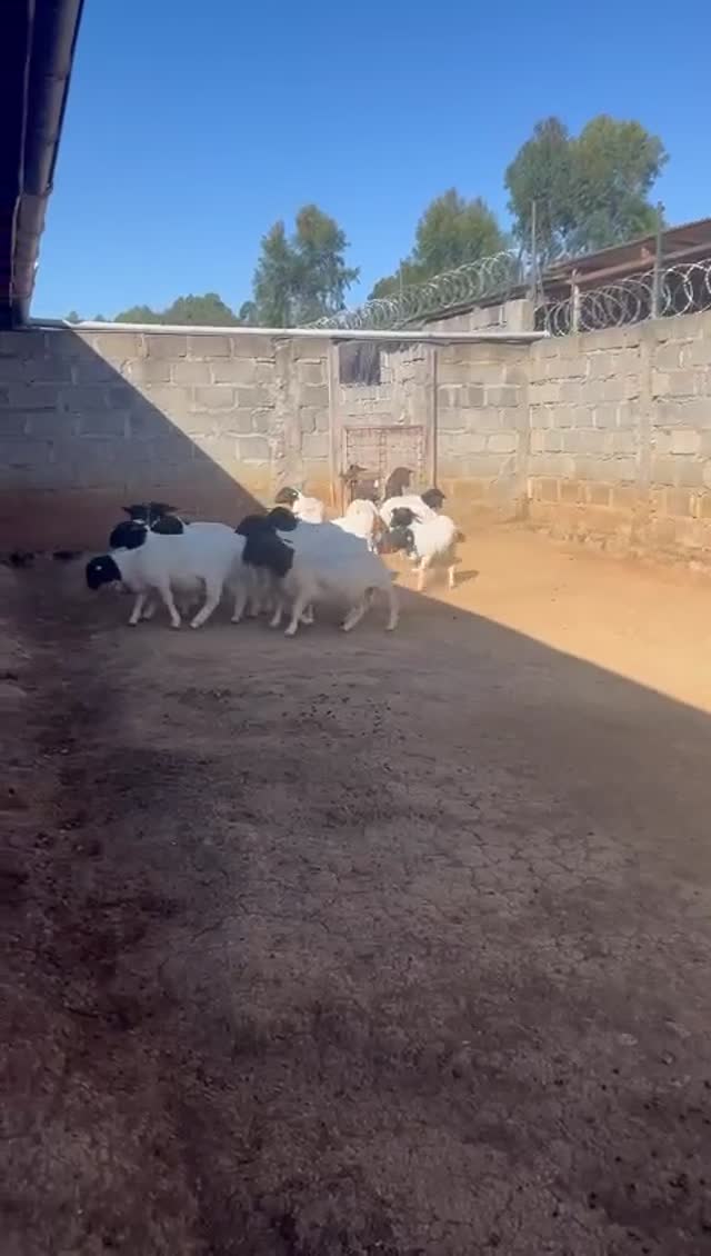 Our Dorper Flock