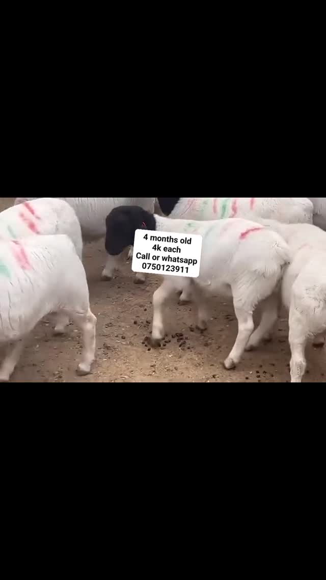 Weaners for Sale