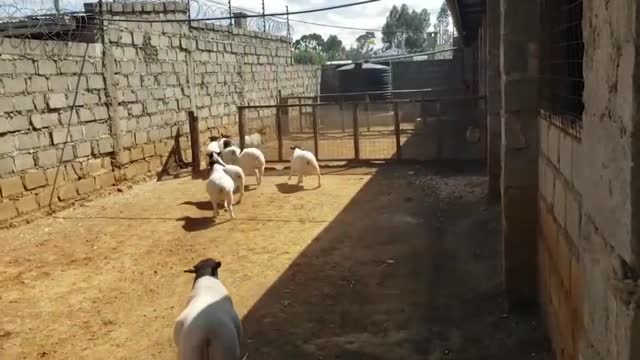 Sheep at the Gate