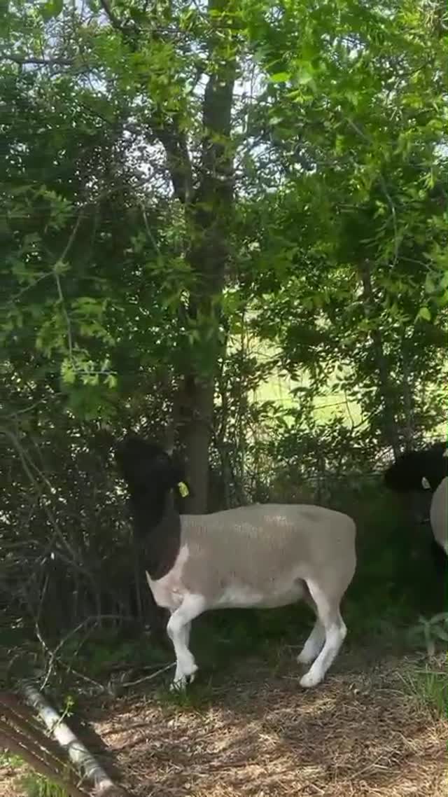 Sheep in the Shade